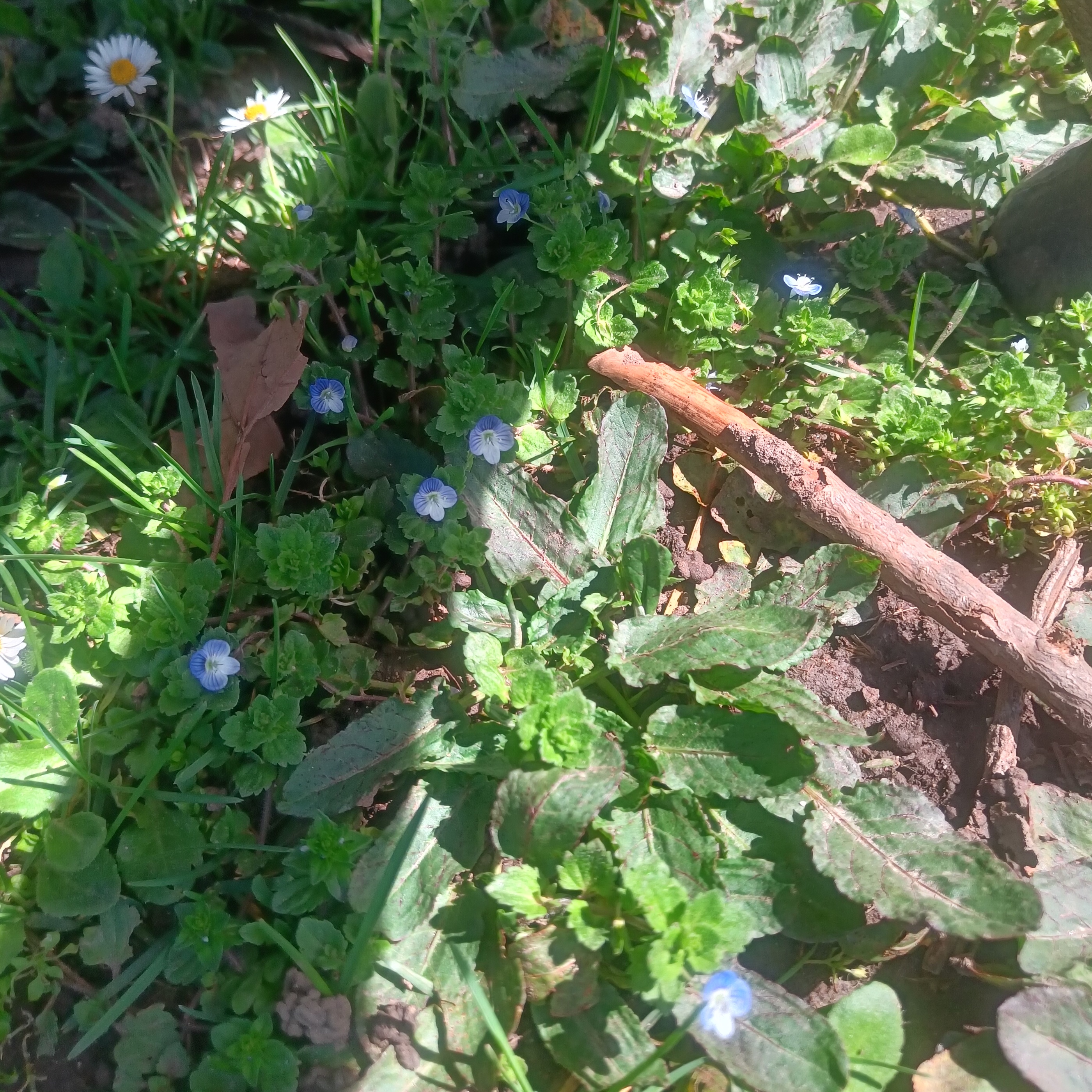 A photo of a patch of grass in the sun covered in little blue and white flowers.